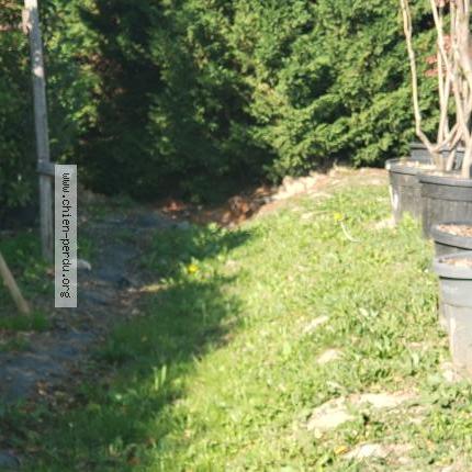 Photo 1/1 Found dog Found in Labarthe leze