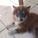 Picture of dog lost at Lure