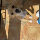 Picture of dog lost at Saint Benoit