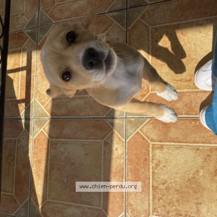 Photo 1/1 Noisette Chien lost in Saint benoit