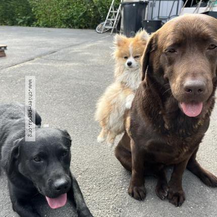 Photo 1/1 Raya Chien lost in Wallers