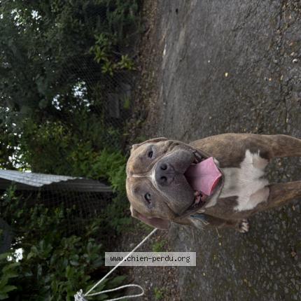 Photo 1/1 Found dog Found in Bouillante