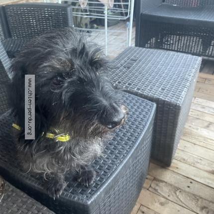 Photo 1/1 Mila Chien lost in Labastide saint pierre