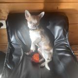 Picture of dog lost at Chalmoux