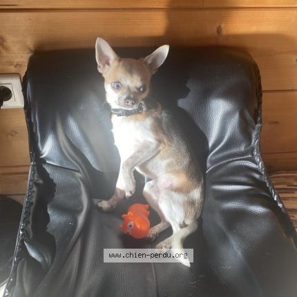 Photo 1/1 Uby Chien lost in Chalmoux