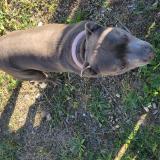 Picture of dog found at Toulouse