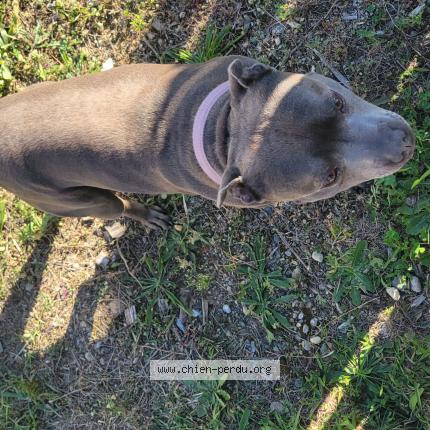 Photo 1/1 Found dog Found in Toulouse