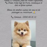 Picture of dog lost at Tixeraine