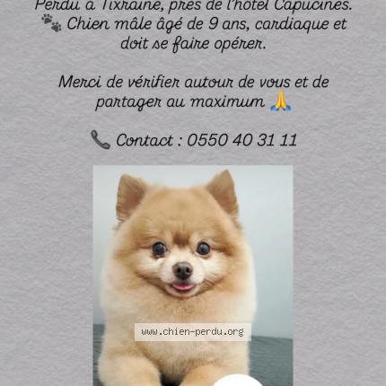 Photo 1/1 Nuts Chien lost in Tixeraine