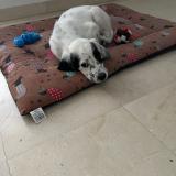 Picture of dog lost at Ambonil