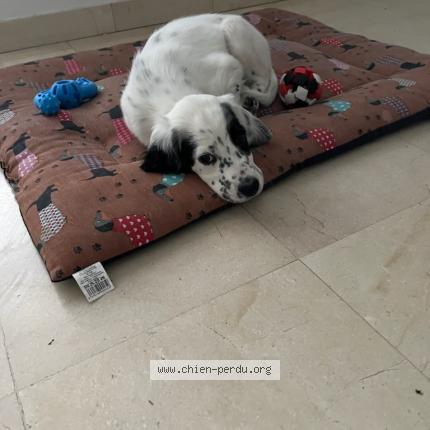 Photo 1/1 Aldo Chien lost in Ambonil