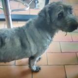 Picture of dog lost at Saint Martin Le Colonel