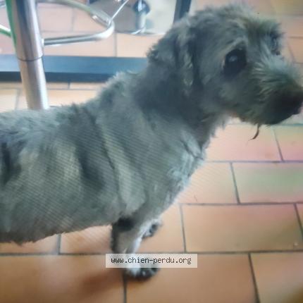 Photo 1/2 Buddy Chien lost in Saint martin le colonel