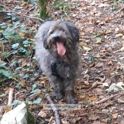 Photo 2/2 Buddy Chien lost in Saint martin le colonel