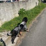 Picture of dog lost at Camiran