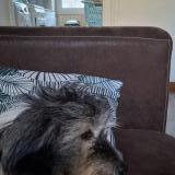 Picture of dog lost at Serrieres