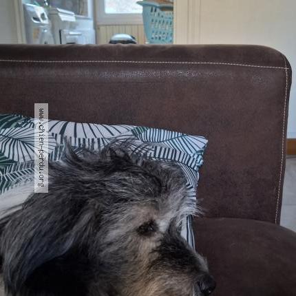 Photo 1/1 CHERRACK OCEANE Chien lost in Serrieres