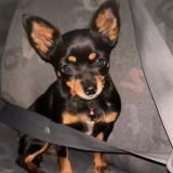 Picture of dog lost at Cebazat