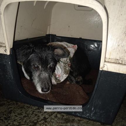 Photo 1/1 Found dog Found in San salvador