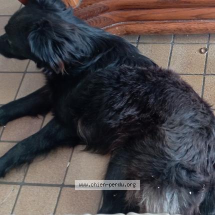 Photo 1/1 Wacsin Anais Chien lost in Waziers