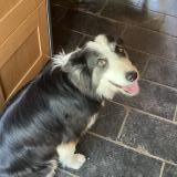 Picture of dog lost at Bielsa