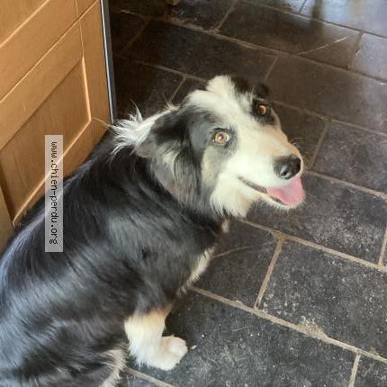 Photo 1/1 Prana Chien lost in Bielsa