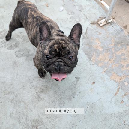 Photo 1/1 Found dog Found in Oklahoma city