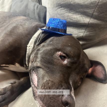 Photo 1/2 Apollo Chien lost in Norfolk