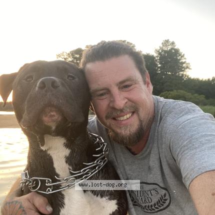 Photo 2/2 Apollo Chien lost in Norfolk