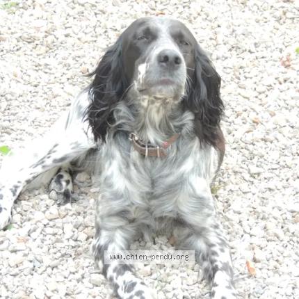 Photo 1/1 Rigby Chien lost in Arcambal