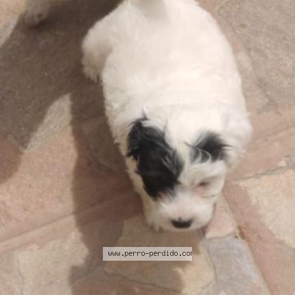 Photo 1/1 Estrella Chien lost in Cercado