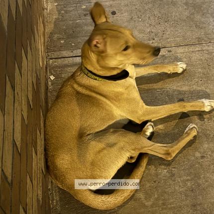 Photo 1/1 Found dog Found in Guatemala