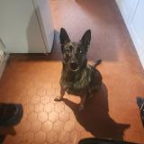 Picture of dog found at Rillieux La Pape