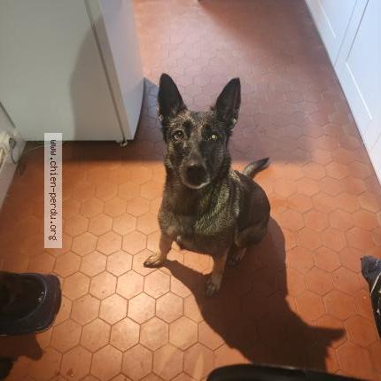 Photo 1/1 Found dog Found in Rillieux la pape