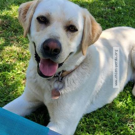 Photo 1/1 Sana Chien lost in Chauffour sur vell