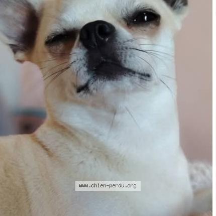 Photo 1/1 Rambo Chien lost in Courbiac