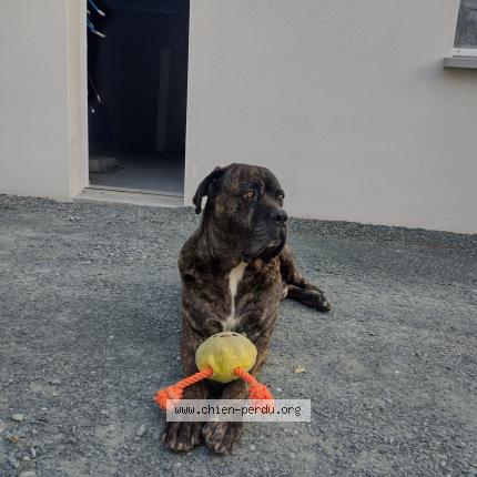 Photo 1/1 Orkan Chien lost in Saffre