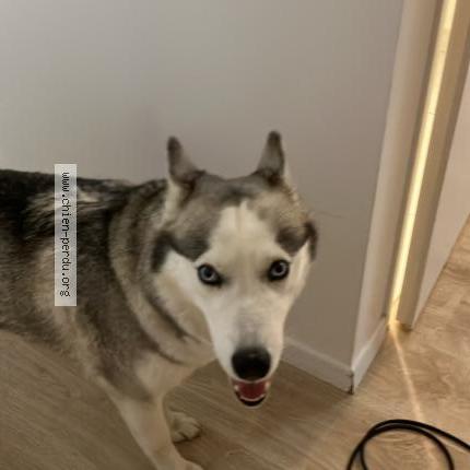 Photo 1/1 Tigra Chien lost in Carquefou