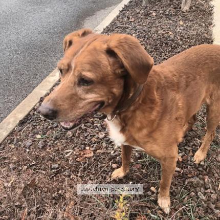 Photo 1/1 Found dog Found in Perols