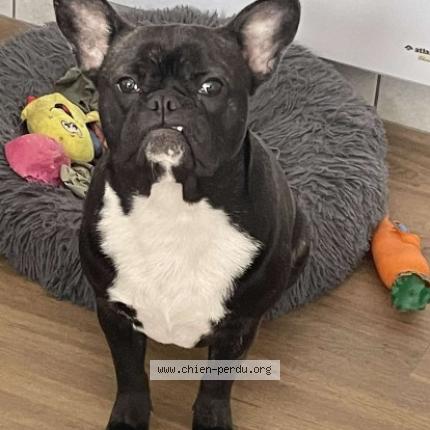 Photo 1/1 bella Chien lost in Fontevraud abbaye