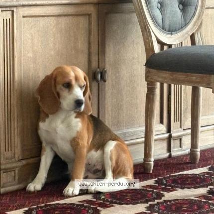 Photo 1/1 Reine Chien lost in Nogent sur marne