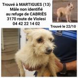 Picture of dog found at Martigues
