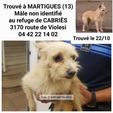 Photo 1/1 Found dog Found in Martigues