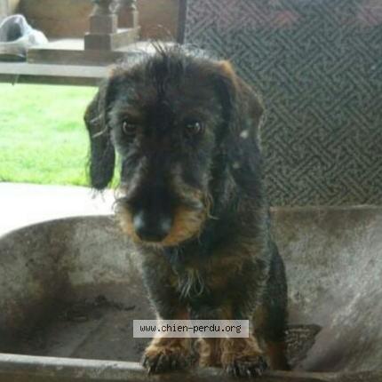 Photo 1/1 Lasco Chien lost in Longueville