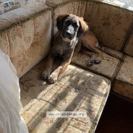 Photo 1/1 Perle Chien lost in Laas