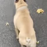 Picture of dog found at Millery