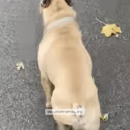 Photo 1/1 Found dog Found in Millery