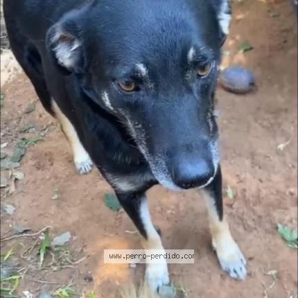 Photo 1/1 Negri Chien lost in Luque