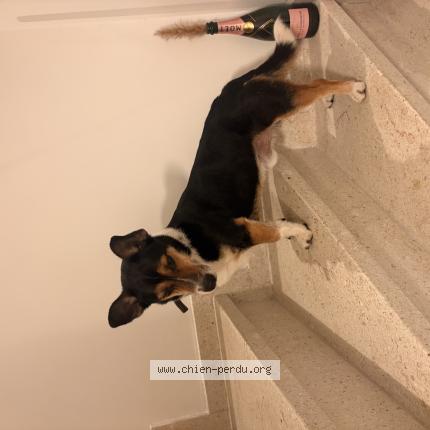 Foto 1/1 Hond teruggevonden Gevonden in Braine Le Chateau