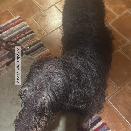 Foto 1/1 Cane trovato Trovato a La Cote Aux Fees